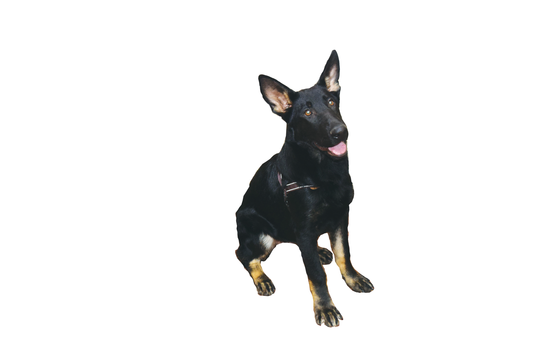 EKU PD begins training new bomb dog